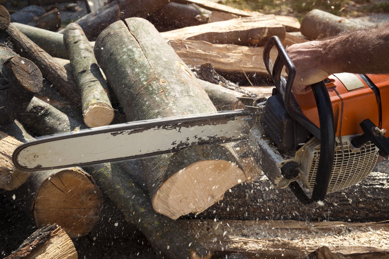 Tree cutting service in Bay Shore, NY